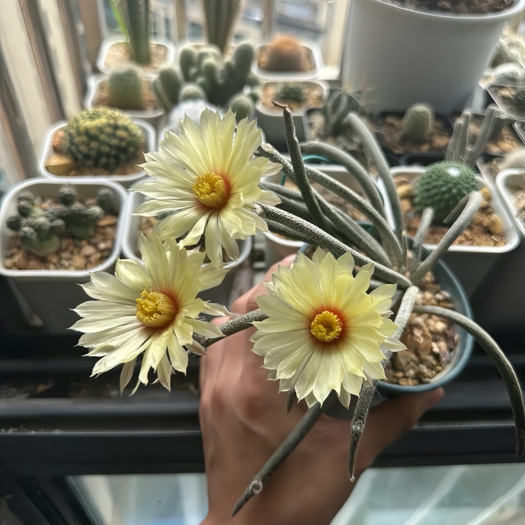 Astrophytum caput-medusae