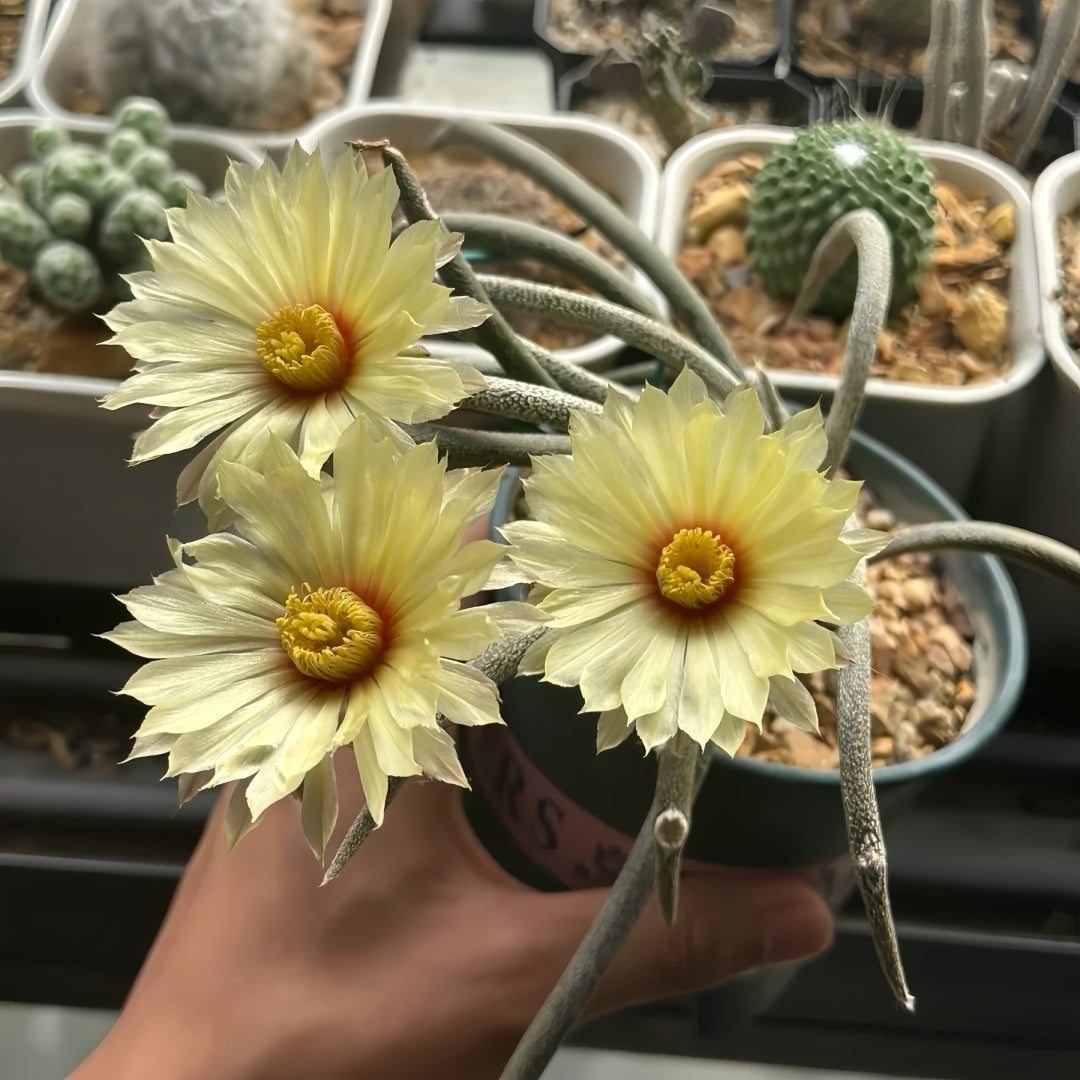 Astrophytum caput-medusae