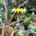 Astrophytum caput-medusae