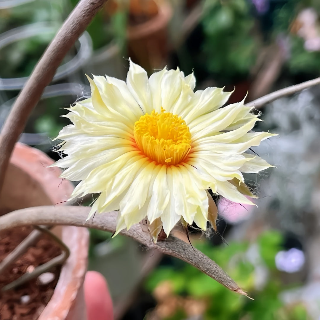 Astrophytum caput-medusae