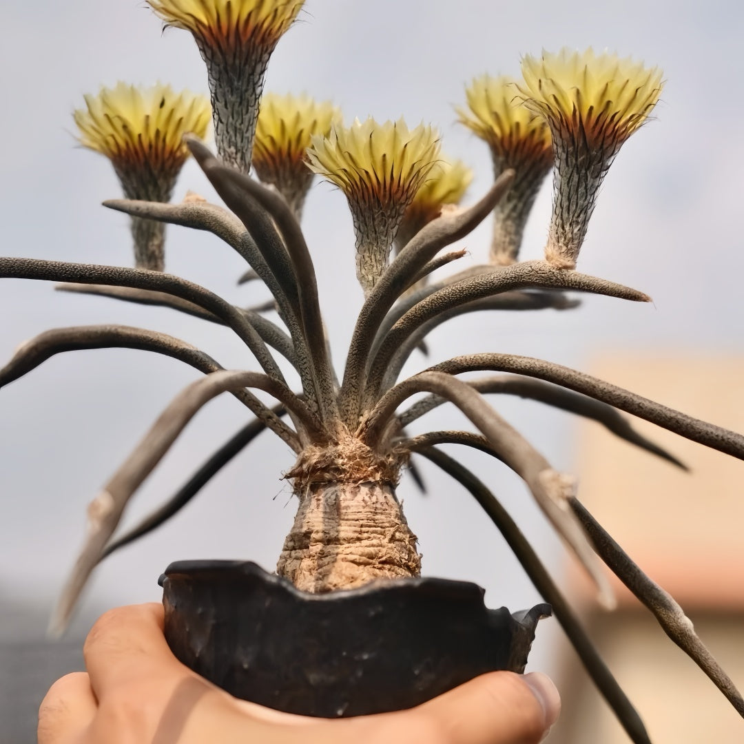 Astrophytum caput-medusae