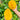 Australian Mango Tree(4~5Feet) ornamental plant in garden