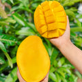 Australian Mango Tree