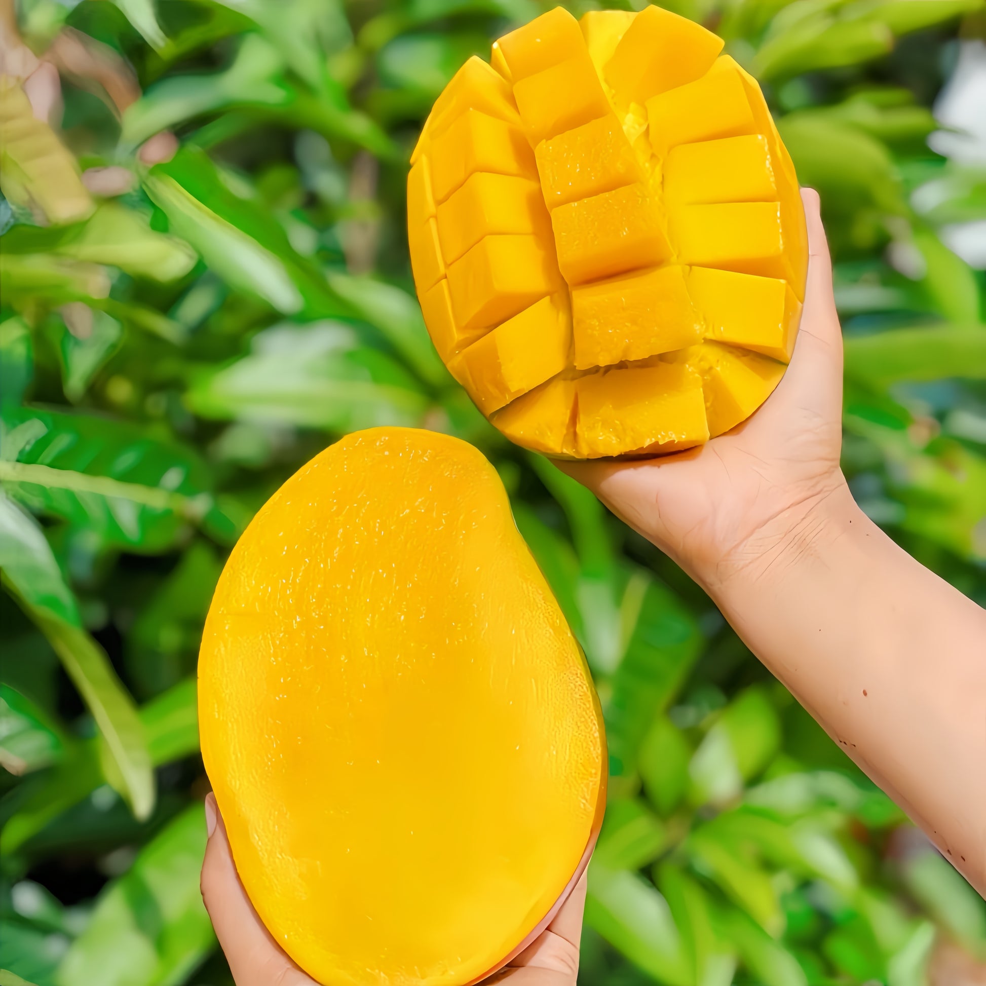 Australian Mango Tree