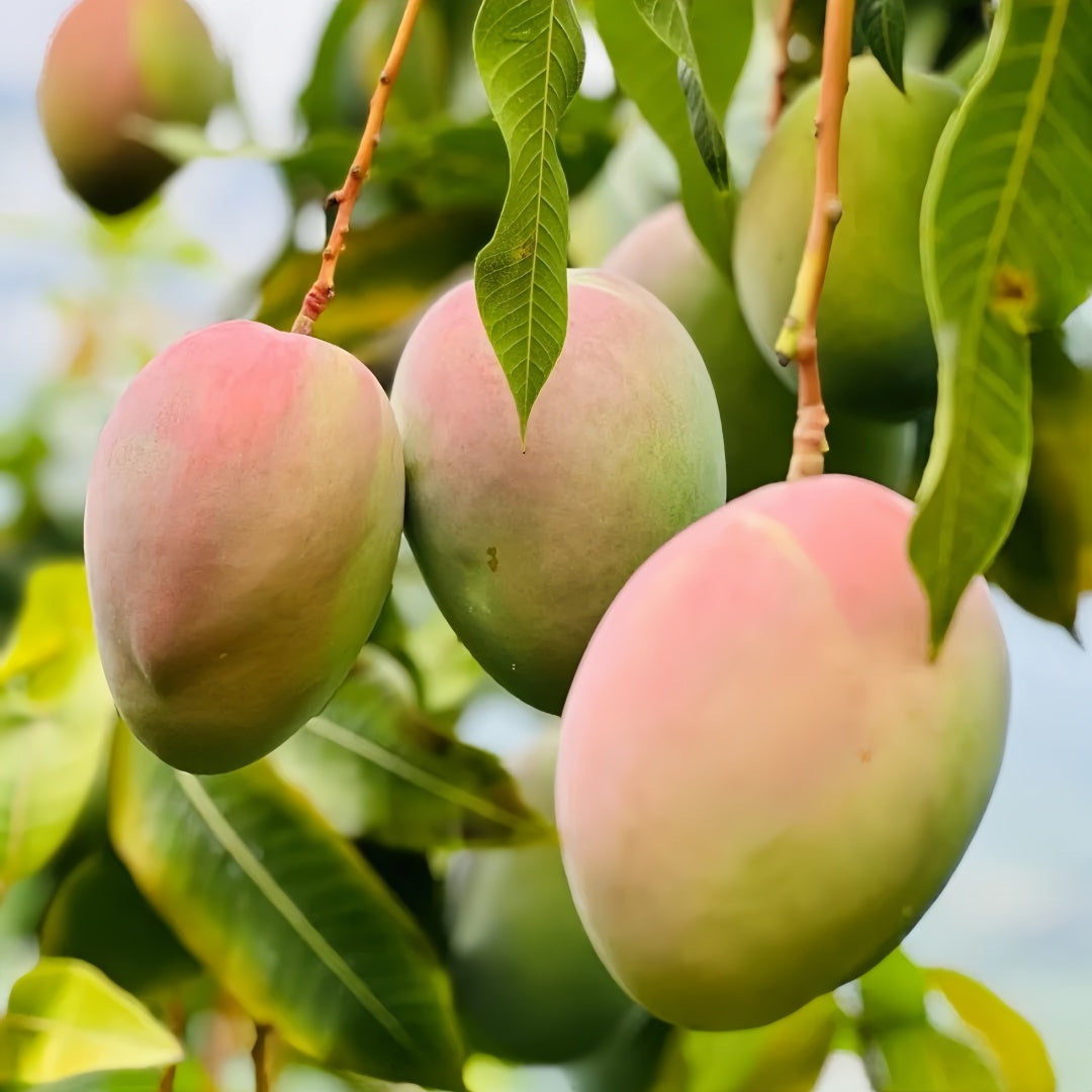 Australian Mango Tree
