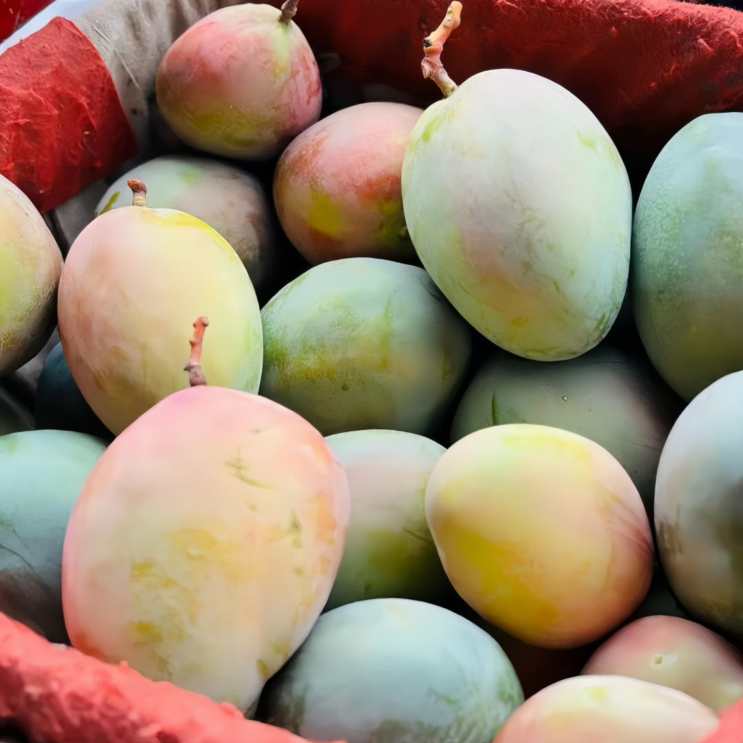 Australian Mango Tree