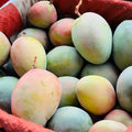 Australian Mango Tree