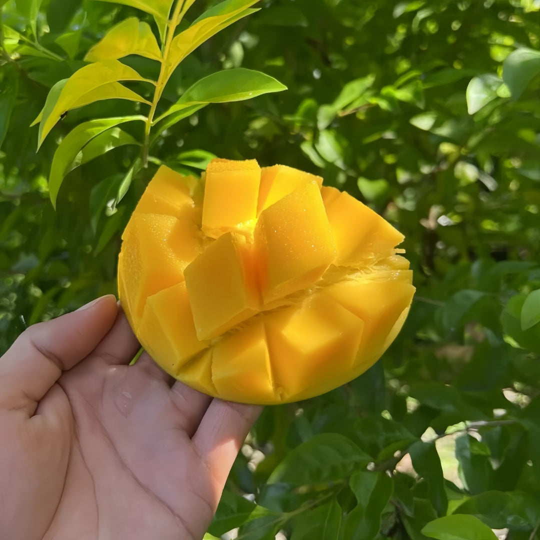 Australian Mango Tree