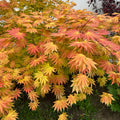 Autumn Moon Japanese Maple