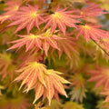 Autumn Moon Japanese Maple