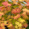 Autumn Moon Japanese Maple