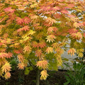 Autumn Moon Japanese Maple