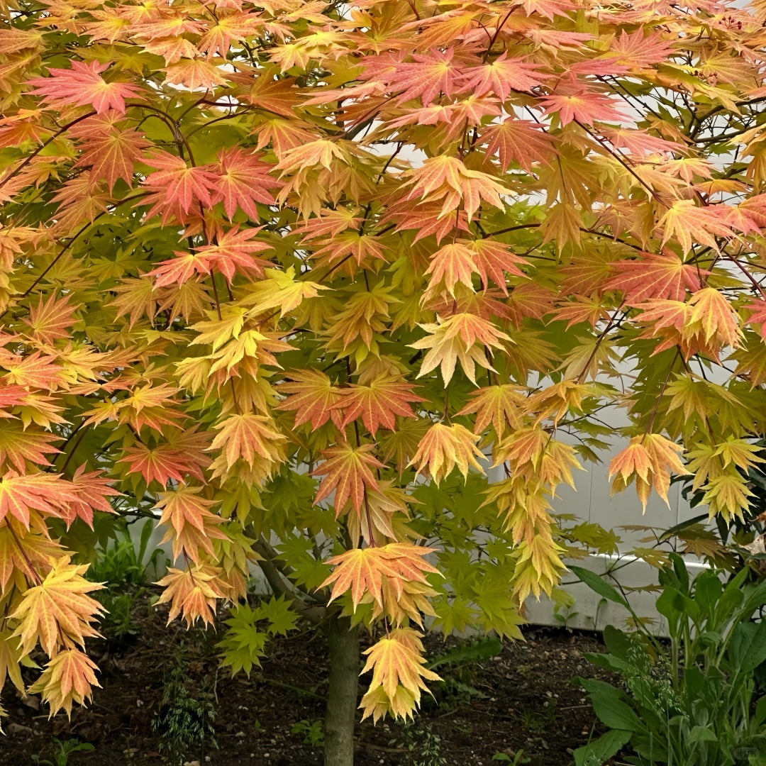 Autumn Moon Japanese Maple
