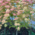 Autumn Moon Japanese Maple