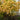 Autumn Moon Japanese Maple Japanese Maple with seasonal foliage color