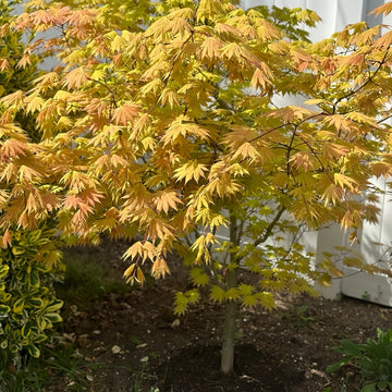 Autumn Moon Japanese Maple