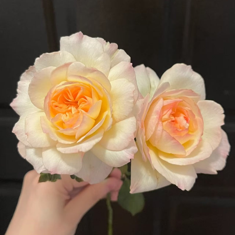 Avecutowa Rose bush with multi-colored blooms and upright stems