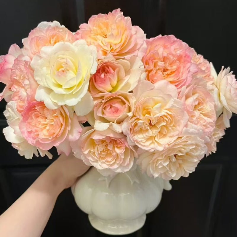 Avecutowa Rose bush with multi-colored blooms and upright stems