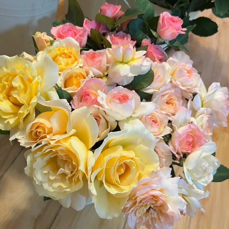 Avecutowa Rose bush with multi-colored blooms and upright stems