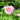 Ba Shu Shi Zi Peony – large pink rosette-form bloom with layered petals and strong fragrance.