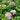 Ba Shu Shi Zi Peony – large pink rosette-form bloom with layered petals and strong fragrance.