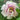 Ba Shu Shi Zi Peony – large pink rosette-form bloom with layered petals and strong fragrance.