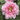 Ba Shu Shi Zi Peony – large pink rosette-form bloom with layered petals and strong fragrance.