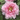 Ba Shu Shi Zi Peony – large pink rosette-form bloom with layered petals and strong fragrance.