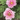 Ba Shu Shi Zi Peony – large pink rosette-form bloom with layered petals and strong fragrance.