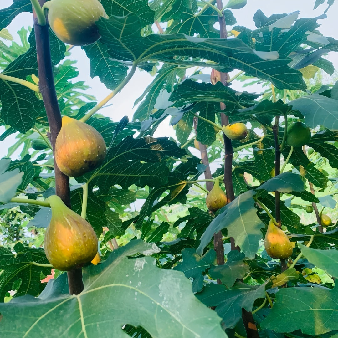 Banana Fig Tree bearing large elongated figs with caramel-colored skin