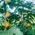 Banana Fig Tree bearing large elongated figs with caramel-colored skin