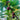 Banana Fig Tree bearing large elongated figs with caramel-colored skin