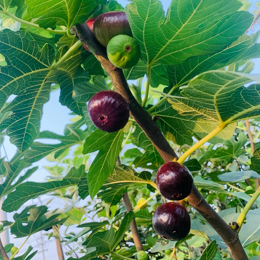 Banana Fig Tree bearing large elongated figs with caramel-colored skin