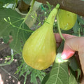 Banana-shaped figs with golden skin and soft red flesh ready for harvest