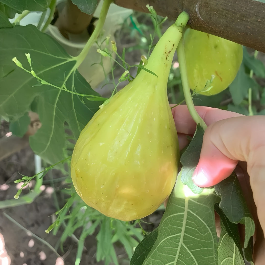 Banana-shaped figs with golden skin and soft red flesh ready for harvest