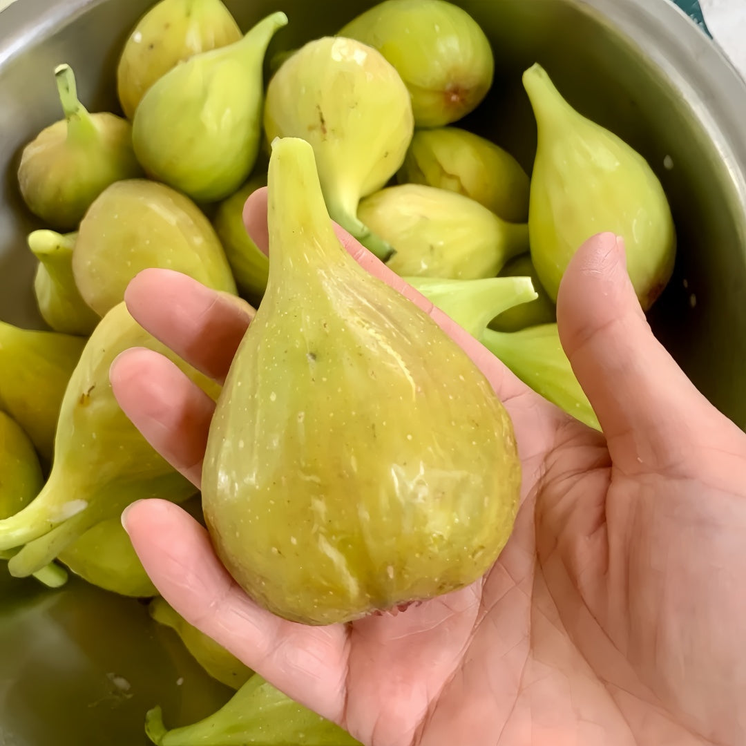 Banana-shaped figs with golden skin and soft red flesh ready for harvest