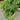 Banana Fig Tree bearing large elongated figs with caramel-colored skin