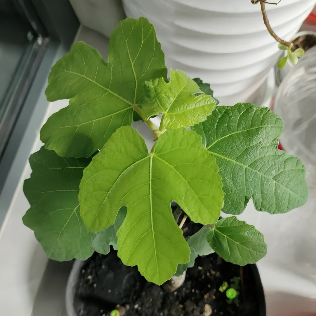 Bass’ Favorite Fig Tree loaded with ripe purple fruits under sunlight.
