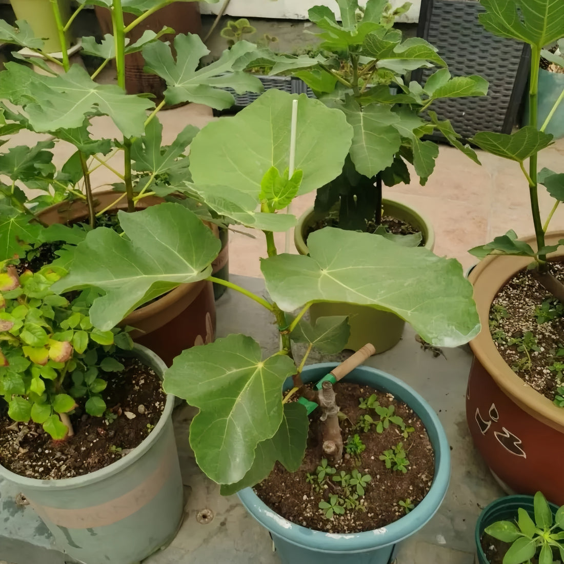 Bass’ Favorite Fig Tree loaded with ripe purple fruits under sunlight.