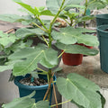 Close-up of Bass’ Favorite Fig showing deep red, juicy interior.