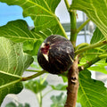 Close-up of Bass’ Favorite Fig showing deep red, juicy interior.