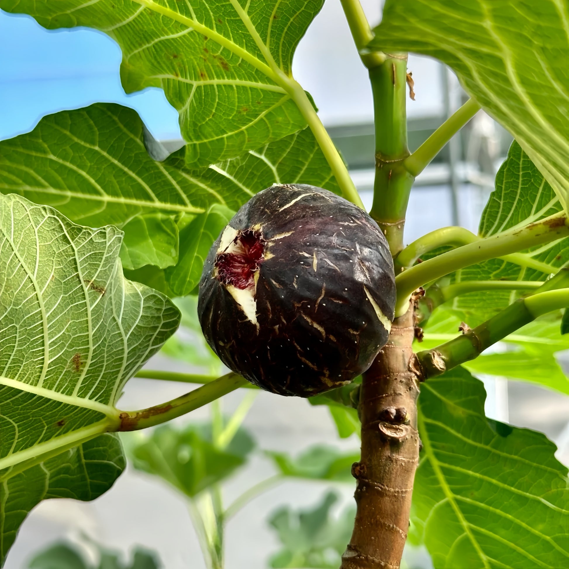 Close-up of Bass’ Favorite Fig showing deep red, juicy interior.