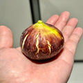 Close-up of Bass’ Favorite Fig showing deep red, juicy interior.