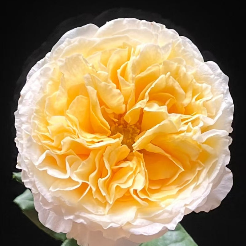 Beatrice Rose with bright yellow cup-shaped blooms and white petal edges