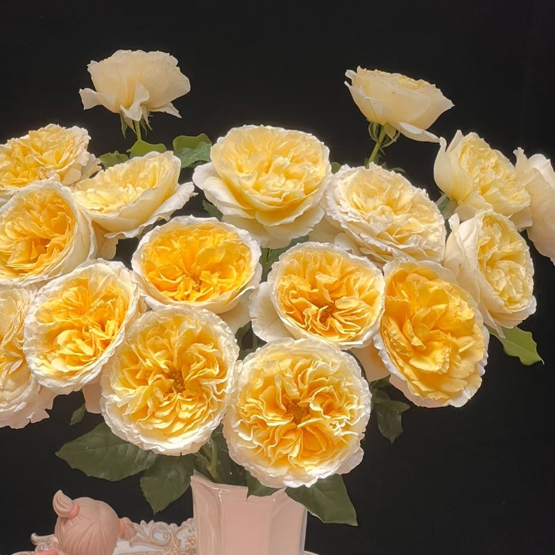 Beatrice Rose hybrid tea rose with multiple blooms per stem in garden display