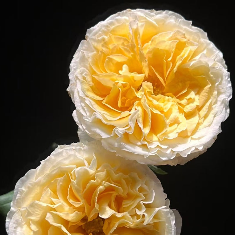 Beatrice Rose hybrid tea rose with multiple blooms per stem in garden display