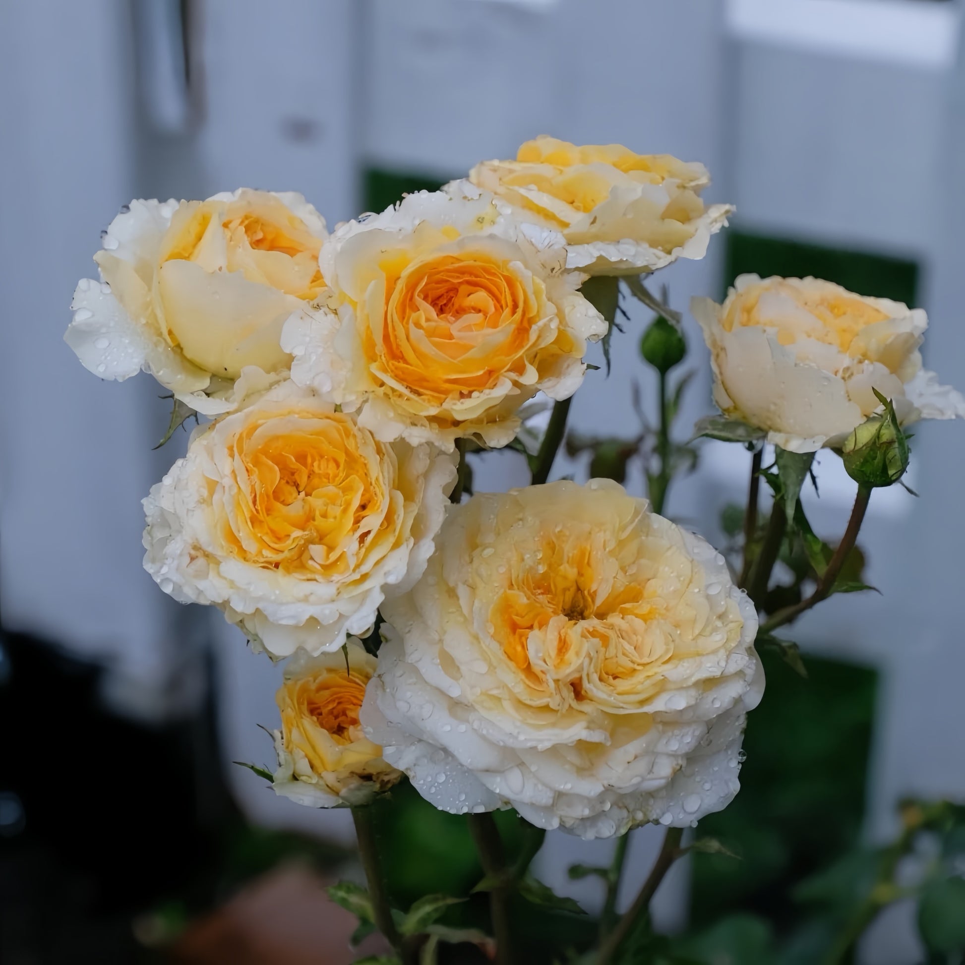 Beatrice English rose cut flowers arranged in bouquet with soft yellow hues