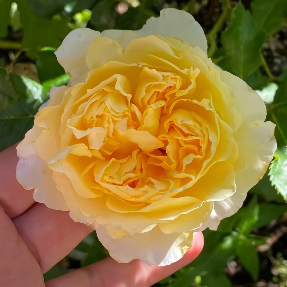 Beatrice Rose with bright yellow cup-shaped blooms and white petal edges
