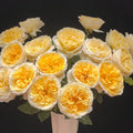 Beatrice Rose hybrid tea rose with multiple blooms per stem in garden display
