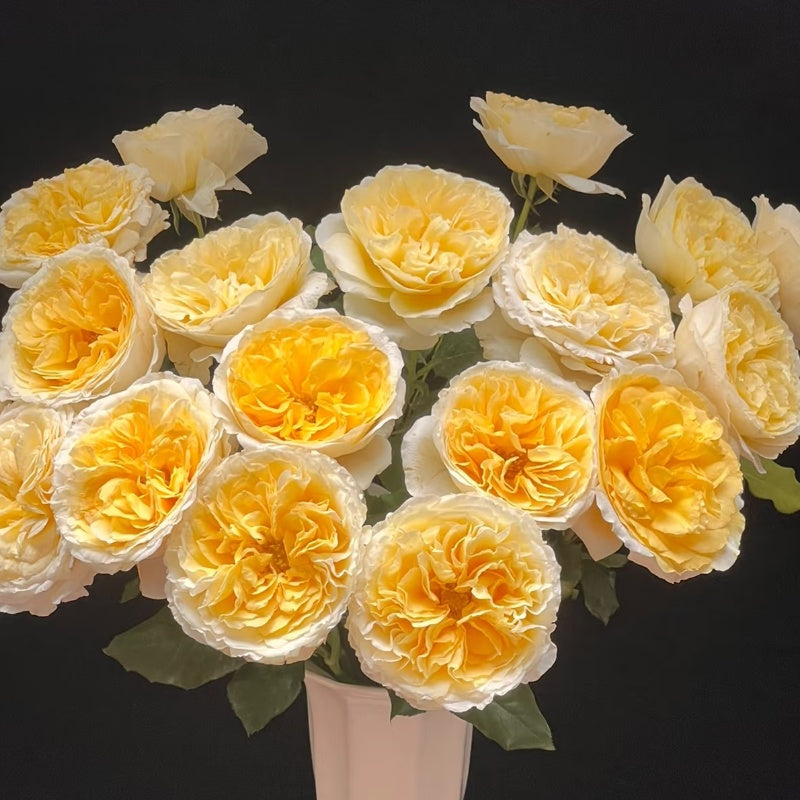 Beatrice Rose hybrid tea rose with multiple blooms per stem in garden display